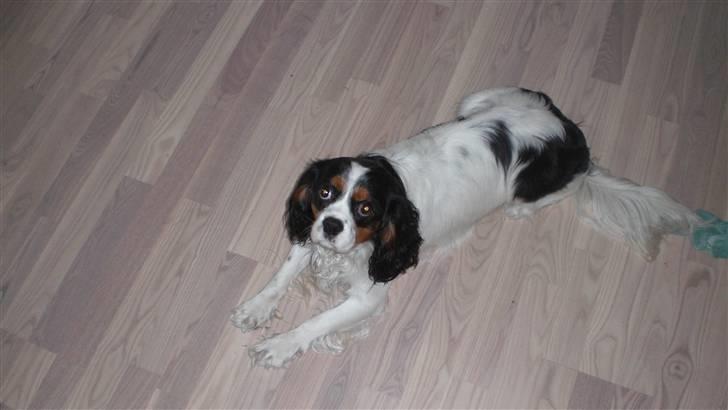 Cavalier king charles spaniel Sean billede 2