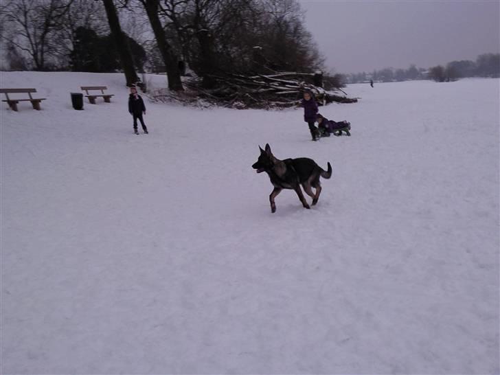 Schæferhund Tiwaz billede 13