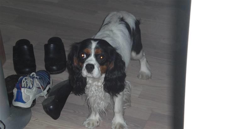 Cavalier king charles spaniel Sean billede 3