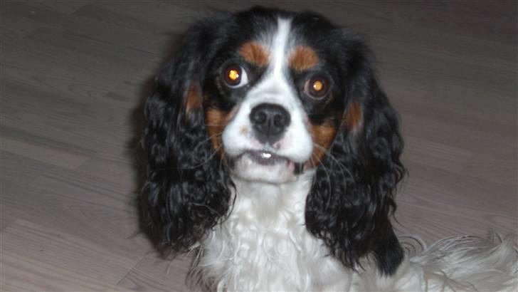 Cavalier king charles spaniel Sean billede 4