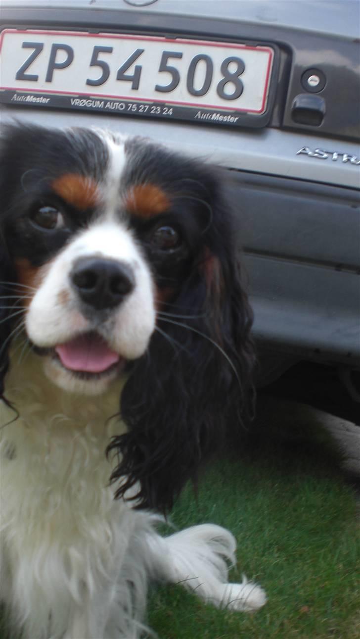 Cavalier king charles spaniel Sean billede 5