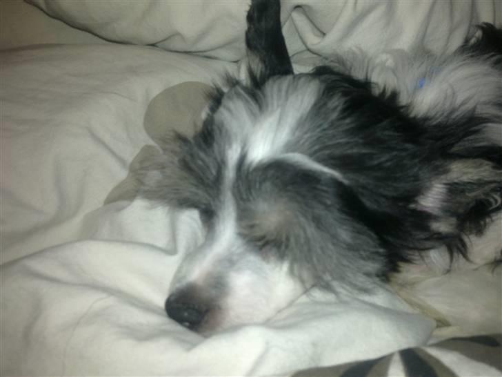 Chinese crested powder puff Noi Noi billede 9