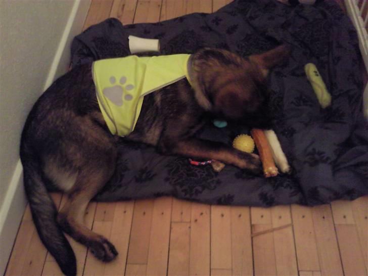 Schæferhund Tiwaz billede 14