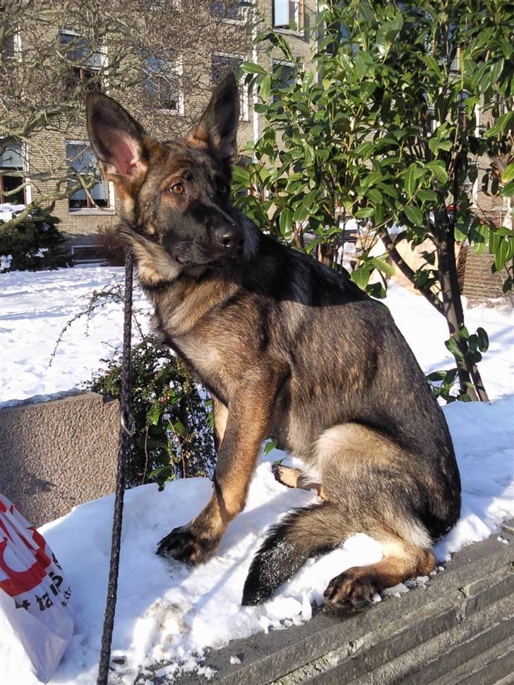 Schæferhund Tiwaz billede 15