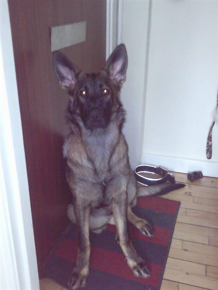 Schæferhund Tiwaz billede 16