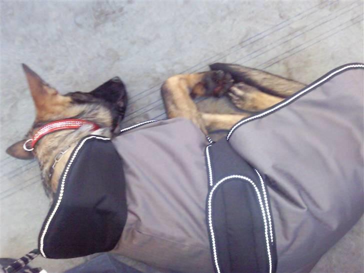 Schæferhund Tiwaz billede 17