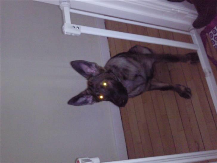 Schæferhund Tiwaz billede 18