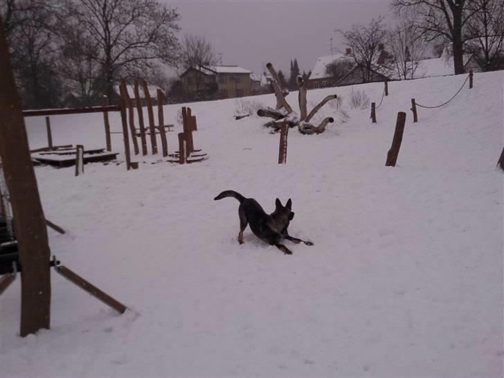 Schæferhund Tiwaz billede 19