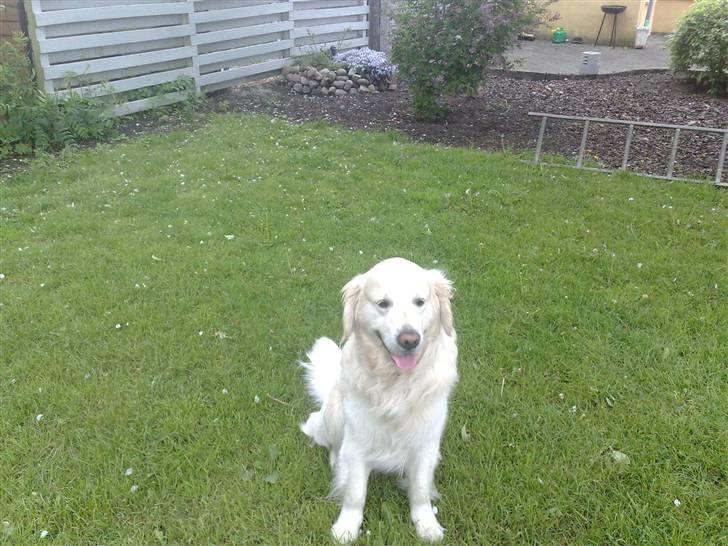 Golden retriever niki - kan godt lide min have bruger mange timer i den billede 1
