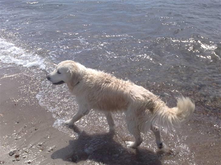 Golden retriever niki - er en vandhund billede 2