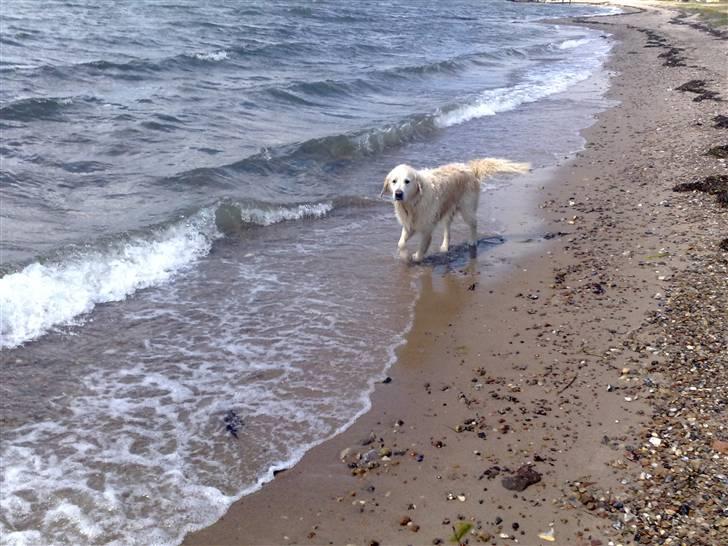 Golden retriever niki - kan godt lide at være ved vandet  billede 3