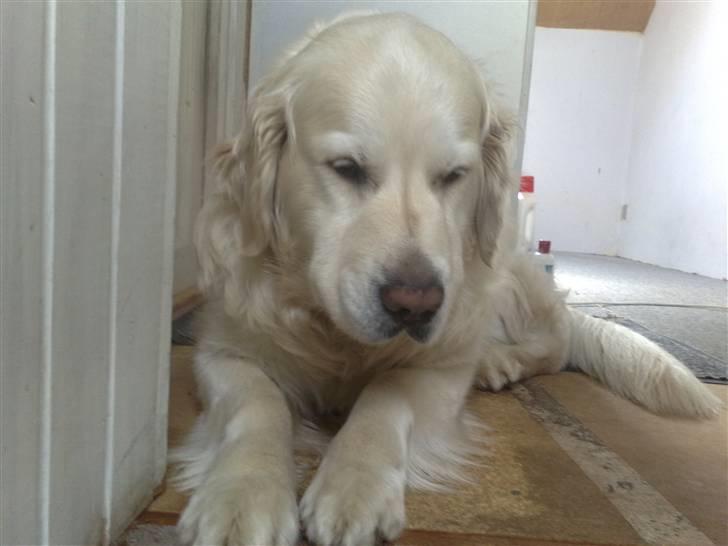 Golden retriever niki - god overblik når jeg ligger her oppe  billede 4