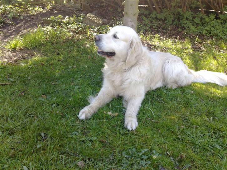 Golden retriever niki - jeg elsker at ligge ude i min have billede 5
