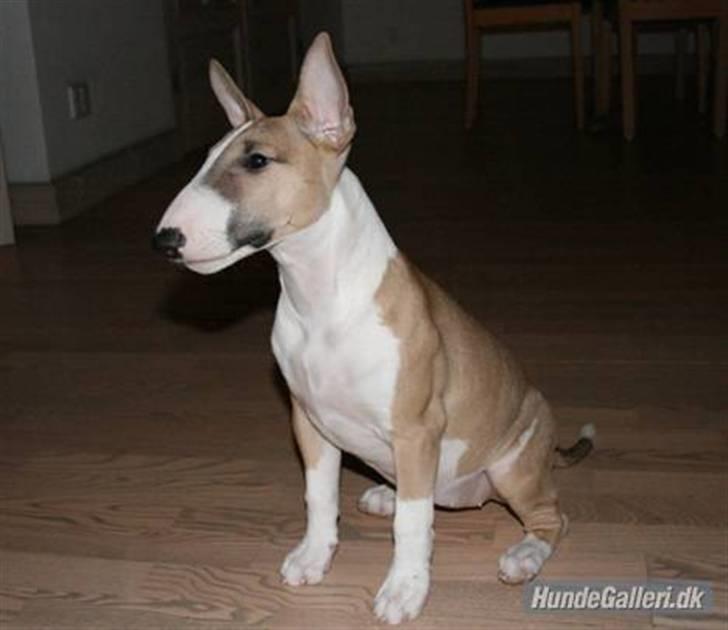 Bullterrier miniature Grace Vom-Emkental  billede 13