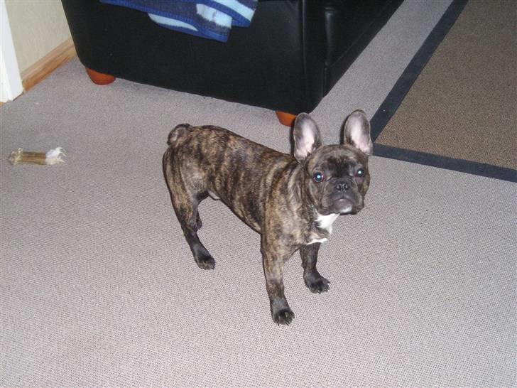 Fransk bulldog mickey billede 7