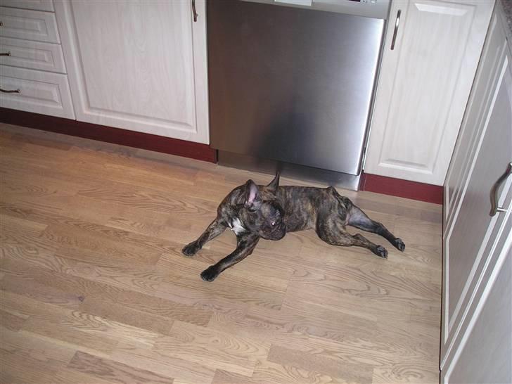 Fransk bulldog mickey billede 8