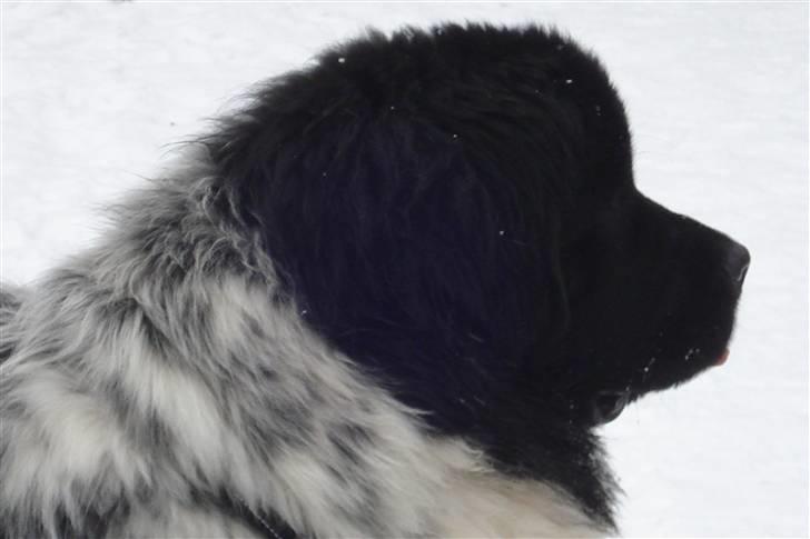 Newfoundlænder Lucky (Luke) - Lige pludselig stor og smuk. 11 måneder billede 6