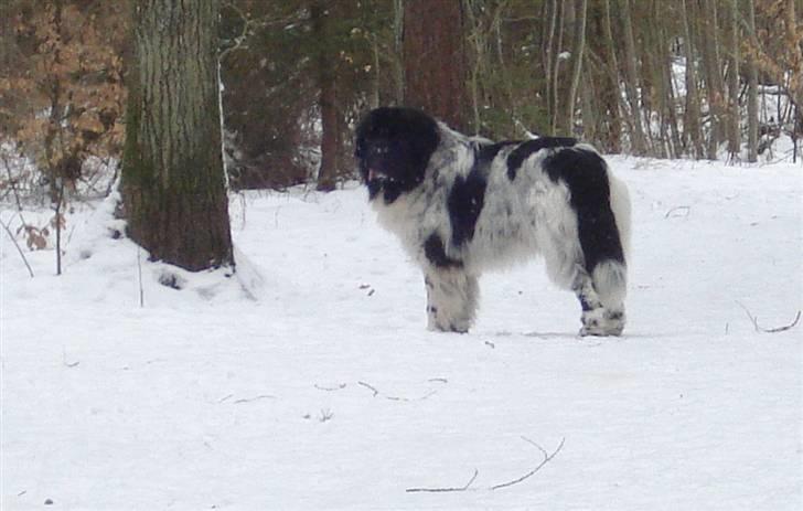 Newfoundlænder Lucky (Luke) - Han klæder sneen i skoven.  11 måneder billede 7