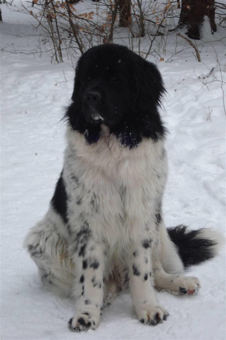 Newfoundlænder Lucky (Luke) - Lige pludselig stor og smuk. 11 måneder billede 8