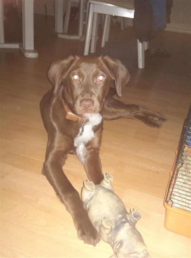 Labrador retriever Kaila billede 1