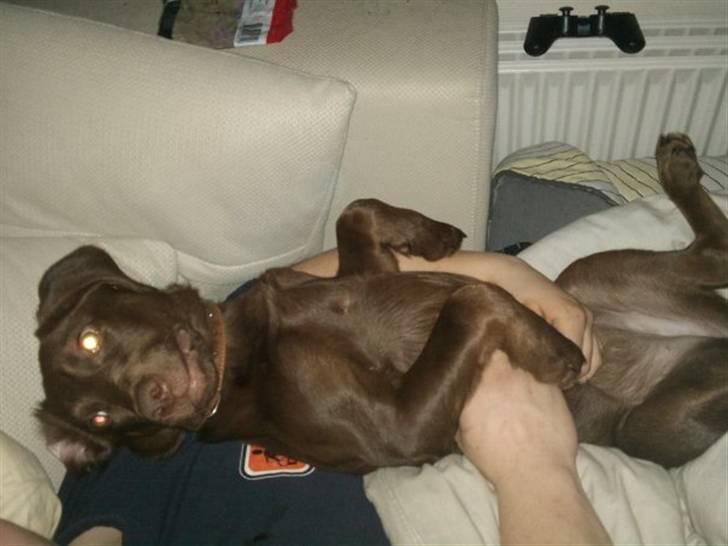 Labrador retriever Kaila billede 2