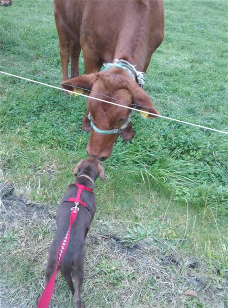 Labrador retriever Kaila billede 3