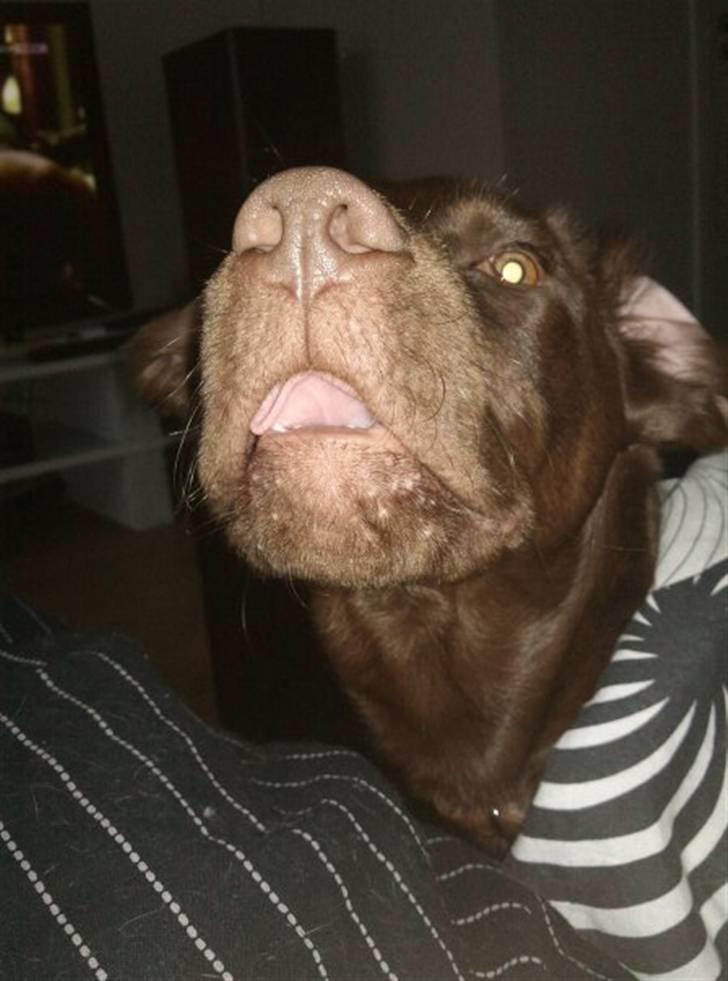 Labrador retriever Kaila billede 4