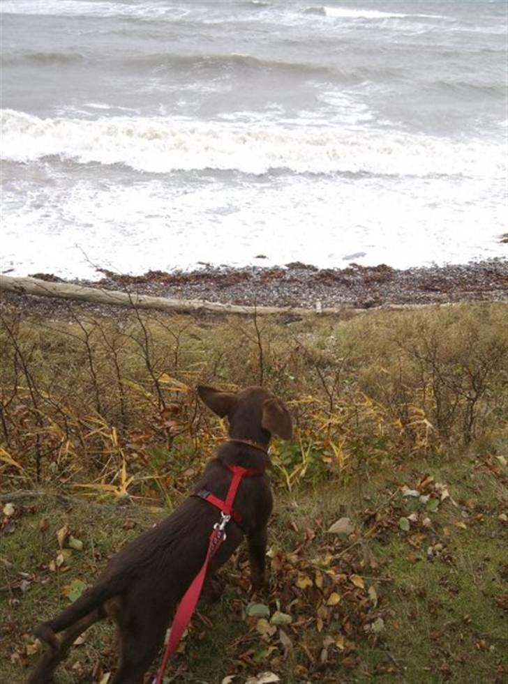 Labrador retriever Kaila billede 5