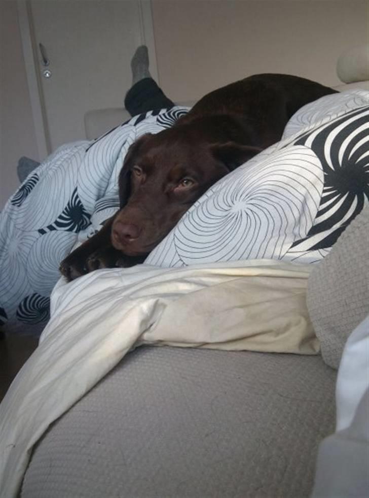 Labrador retriever Kaila billede 6