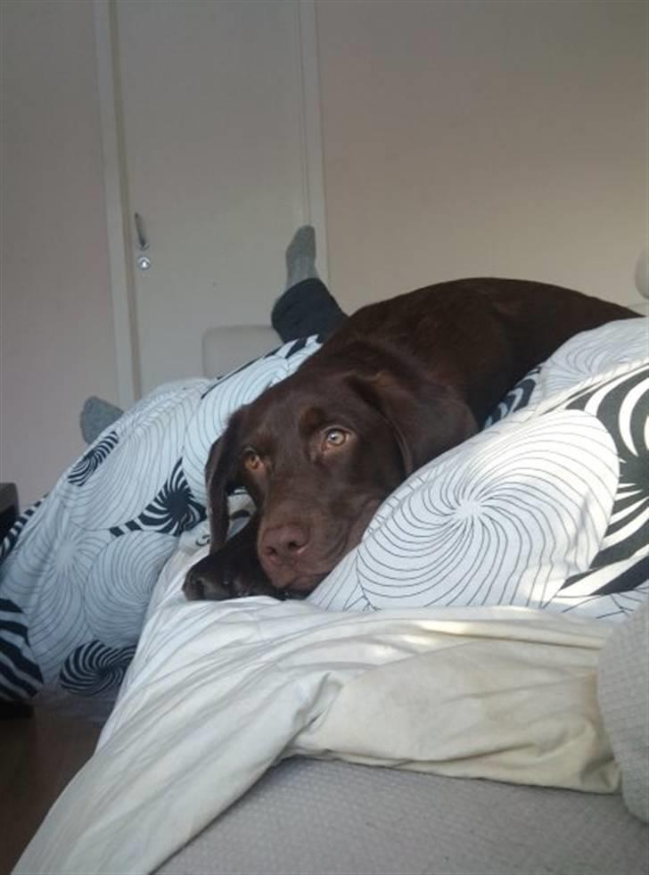 Labrador retriever Kaila billede 7