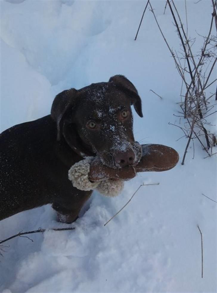 Labrador retriever Kaila billede 8