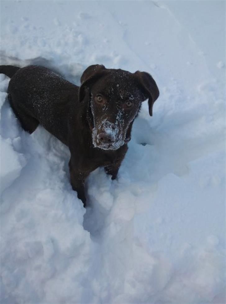 Labrador retriever Kaila billede 9