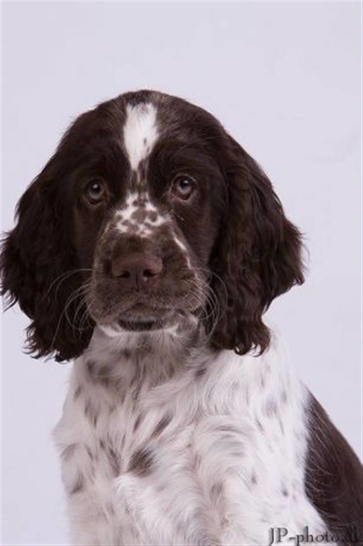 Engelsk springer spaniel Happy Leans Carmen billede 1