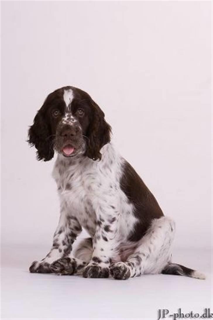 Engelsk springer spaniel Happy Leans Carmen billede 2
