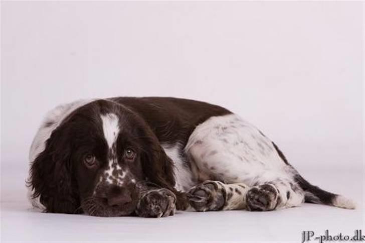 Engelsk springer spaniel Happy Leans Carmen billede 3