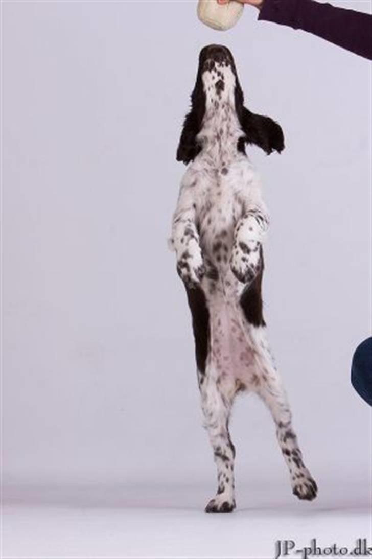 Engelsk springer spaniel Happy Leans Carmen billede 4