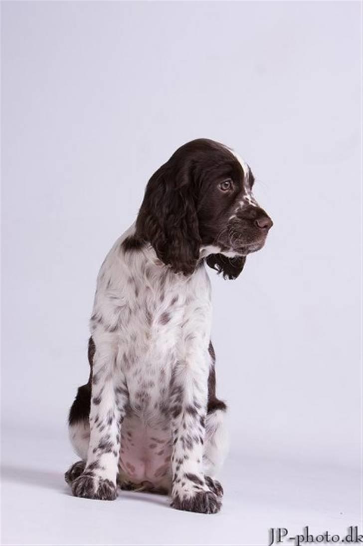 Engelsk springer spaniel Happy Leans Carmen billede 5