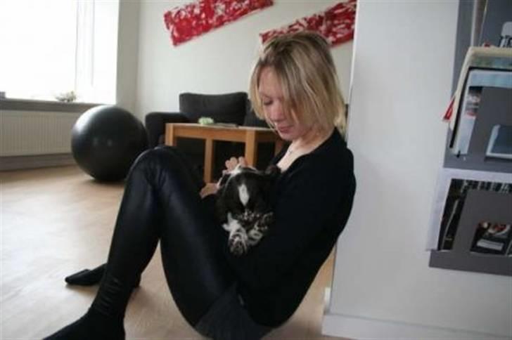 Engelsk springer spaniel Happy Leans Carmen billede 6