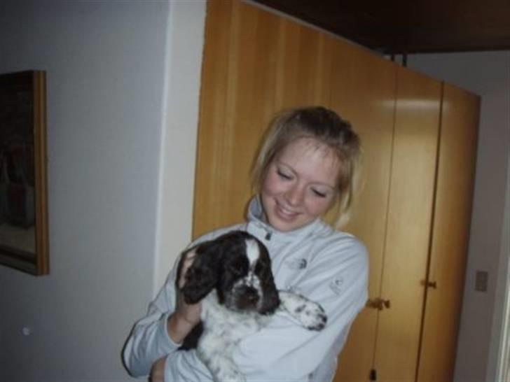 Engelsk springer spaniel Happy Leans Carmen billede 7