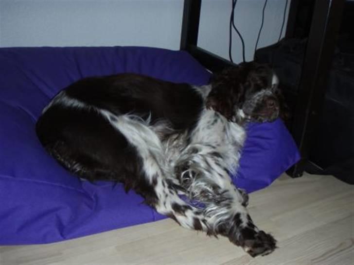 Engelsk springer spaniel Happy Leans Carmen billede 8