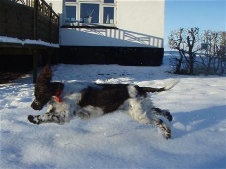 Engelsk springer spaniel Happy Leans Carmen billede 9
