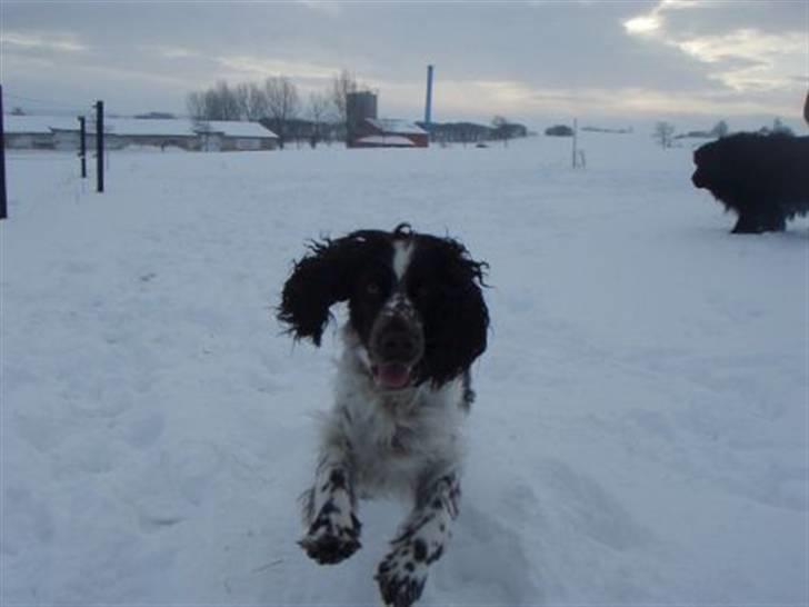 Engelsk springer spaniel Happy Leans Carmen billede 10