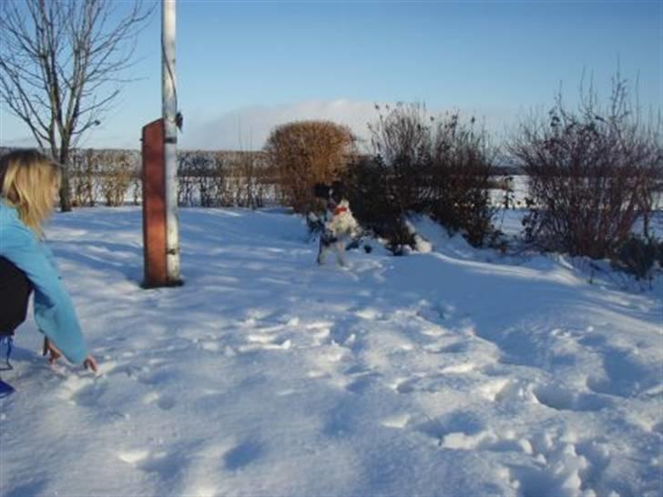 Engelsk springer spaniel Happy Leans Carmen billede 11