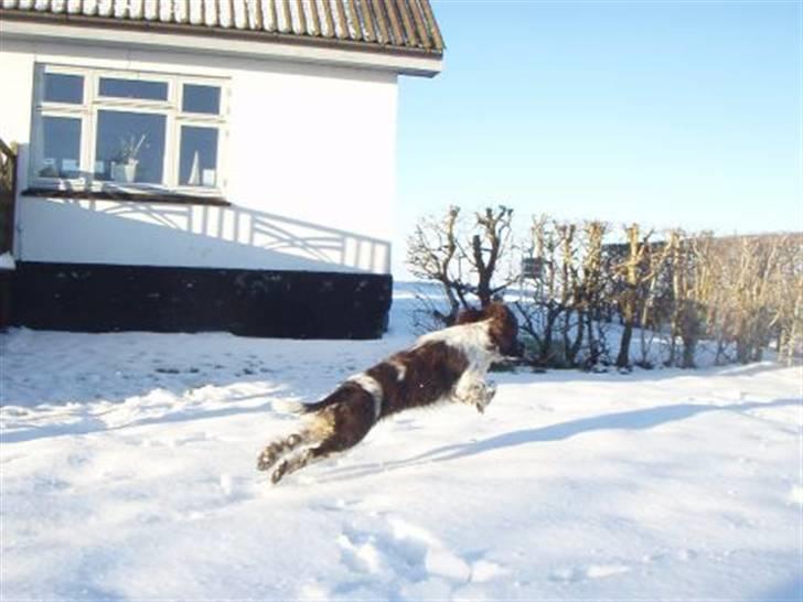 Engelsk springer spaniel Happy Leans Carmen billede 12