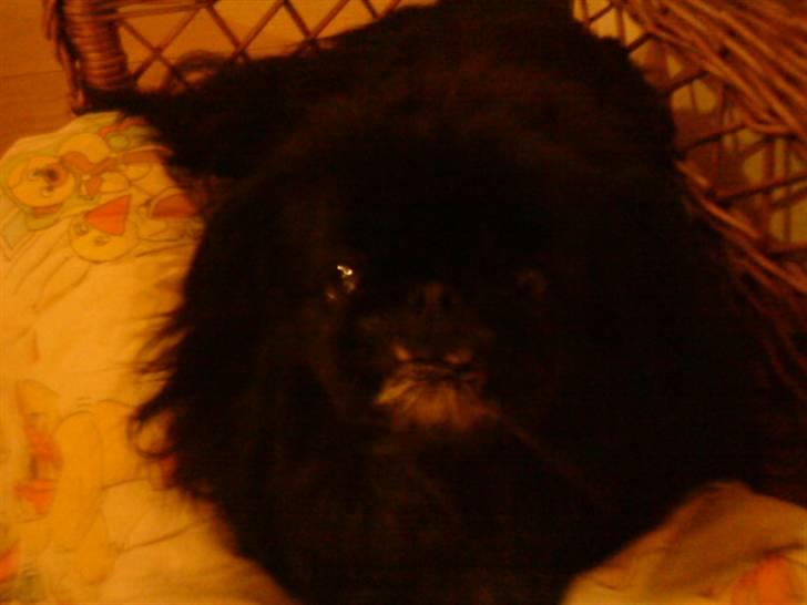 Pekingeser Chilli - velkommen til Chilli profil :) billede 1