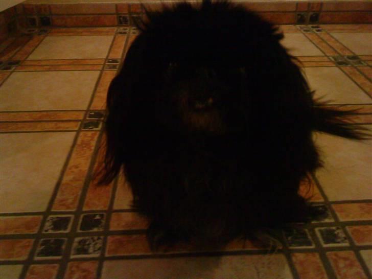 Pekingeser Chilli - "Tak for mad Maja..." billede 2