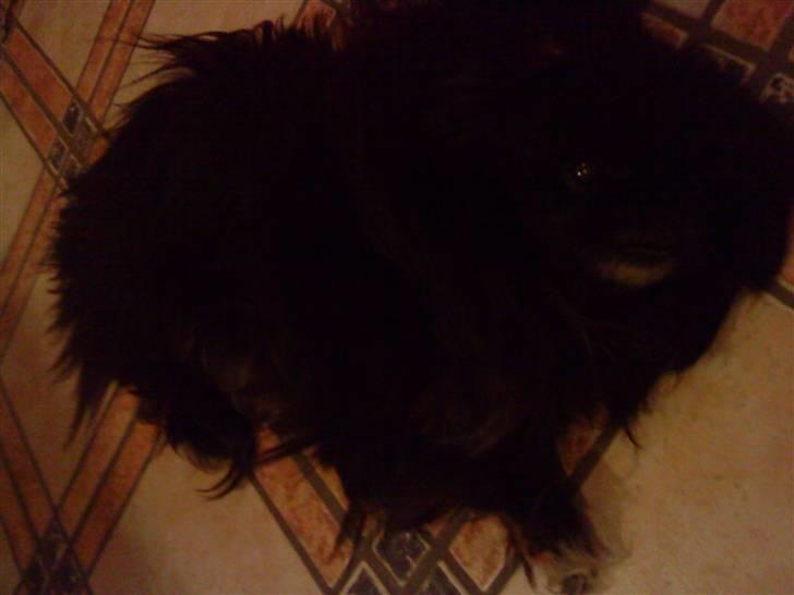 Pekingeser Chilli - Er simpelhen så træt *gaaab* billede 3