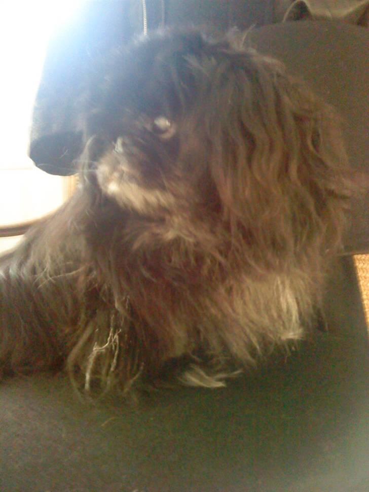Pekingeser Chilli billede 4