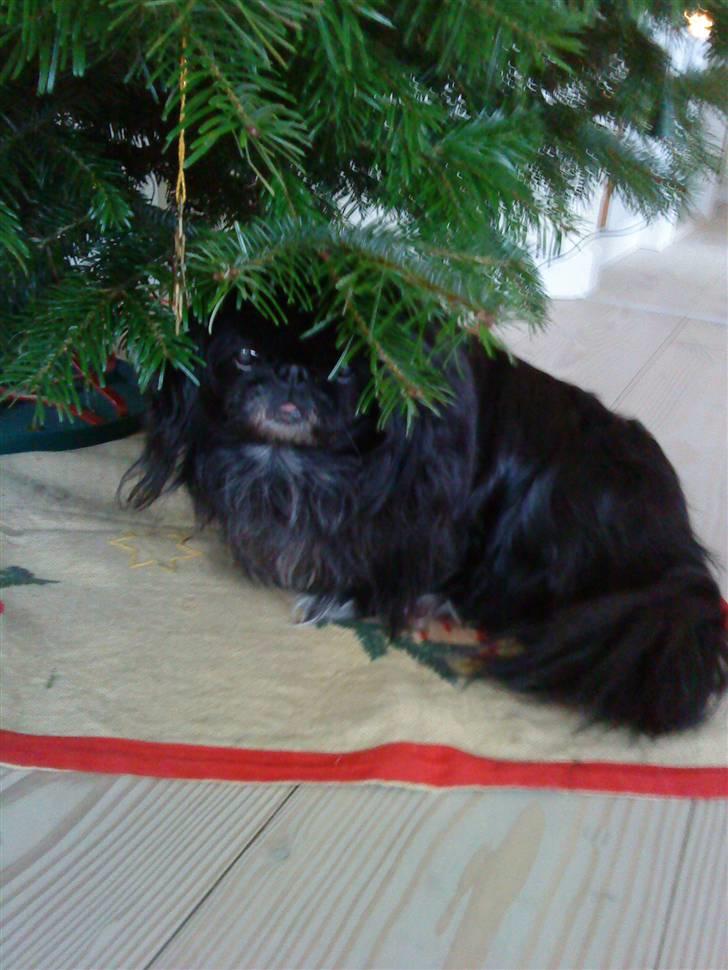 Pekingeser Chilli - Juleaftensdag... billede 5