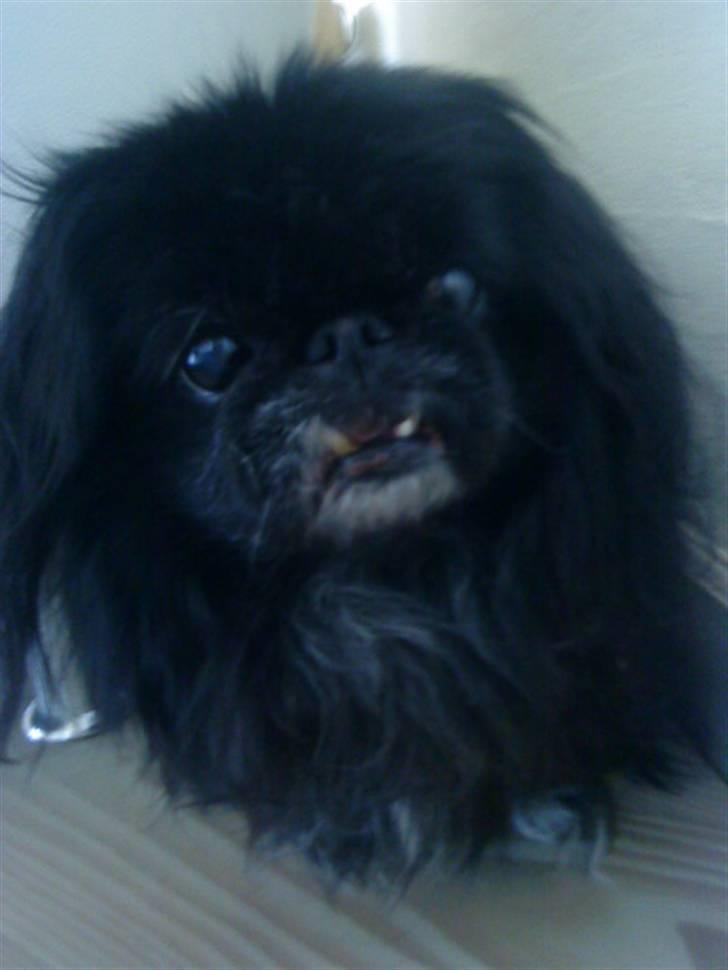 Pekingeser Chilli billede 6